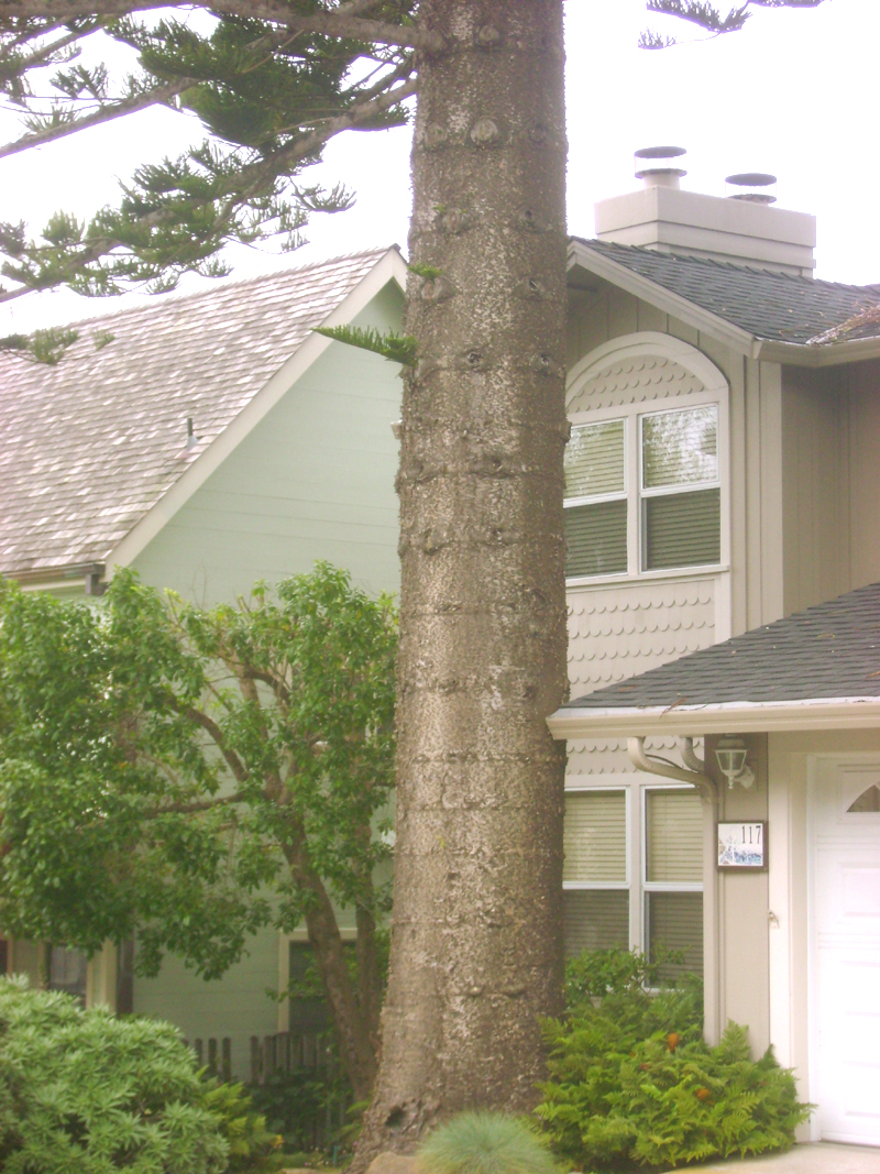 Norfolk Pine horizontal banding on trunk
